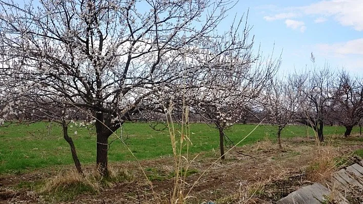 Kayısı çiçeklendi, üretici teyakkuza geçti
