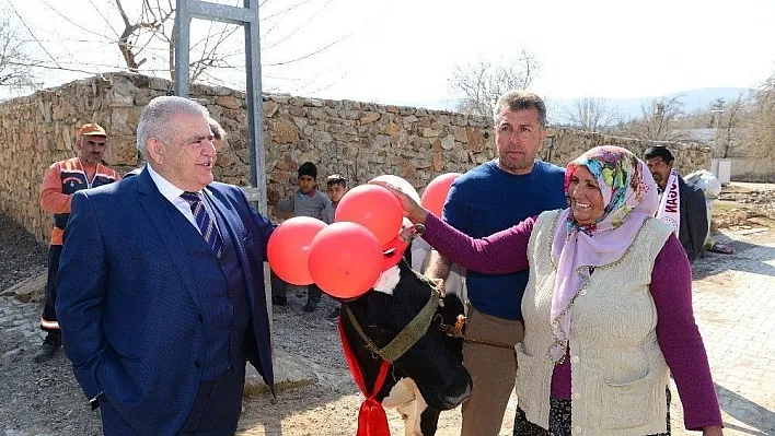 Başbakan'dan istediği inekleri teslim aldı
