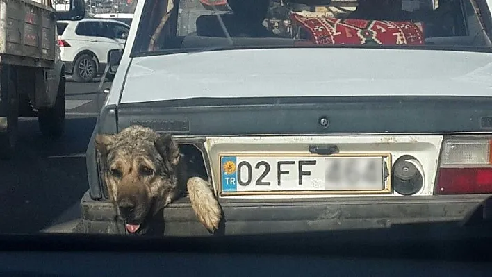 Stop lambası yerine köpek kafası
