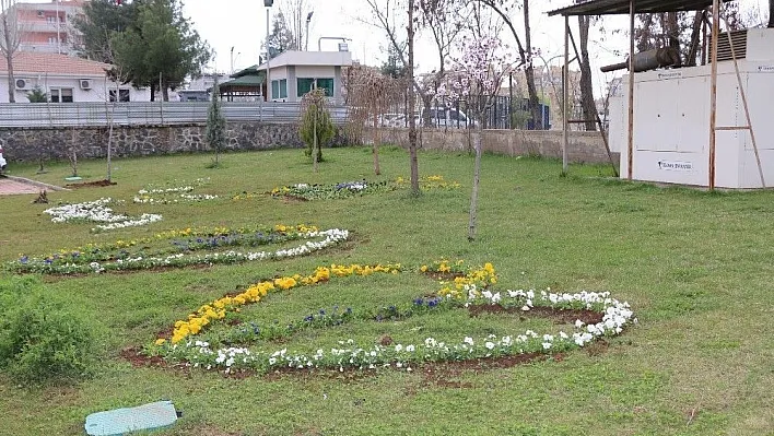 Kayapınar'a 80 bin kış çiçeği ekildi
