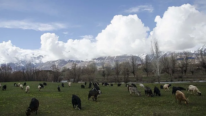 Ovacık'ta bahar ve kış bir arada
