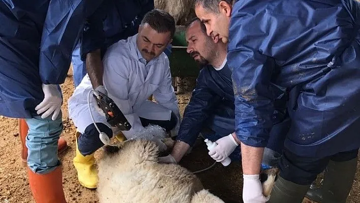 Hayvanlar için ultrason cihazı satın alındı
