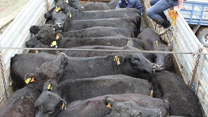 Çemişgezek'te genç çiftçi desteklemesinde dağıtılan ineklerden biri kaçtı
