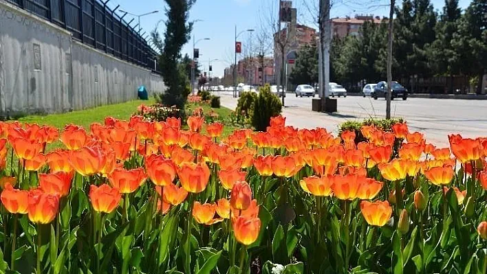 (Düzeltme) Diyarbakır çiçek bahçesine dönüştü
