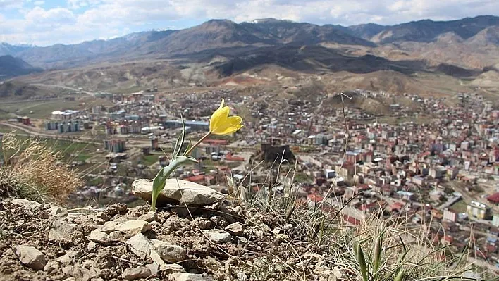 Oltu Lale Dağında Lale ve Menekşeler açtı
