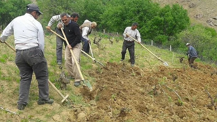 Kulp'ta, bağ belleme dönemi başladı
