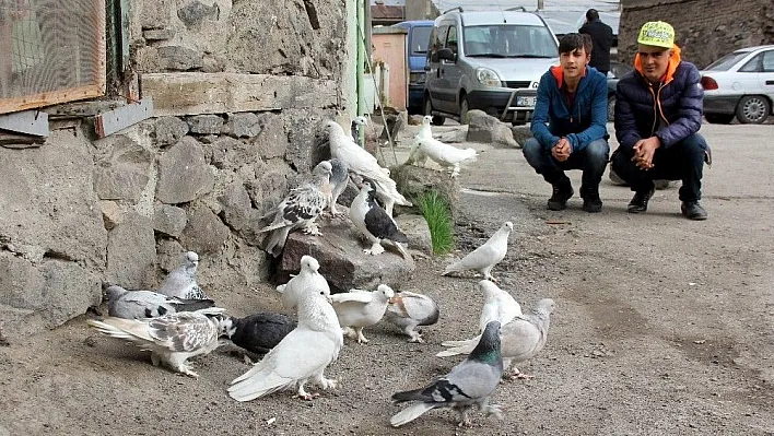 Otomobil fiyatına güvercin
