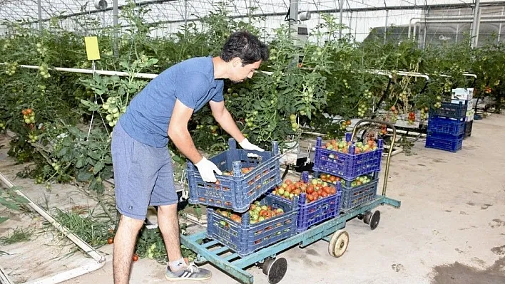 Domates üreticileri bu yılki fiyatlardan memnun
