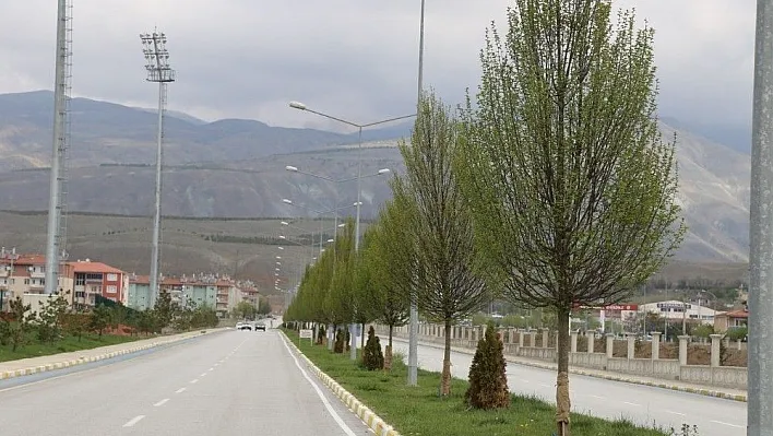 Erzincan'da ağaçlandırma çalışması
