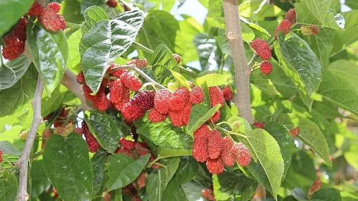 Urmu dut rengini almaya başladı
