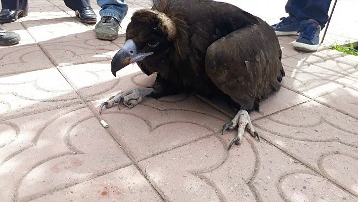 Bitkin halde bulunan akbaba tedavi altına alındı
