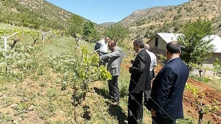 Bu yıl 960 bin dekar alana hububat ekildi
