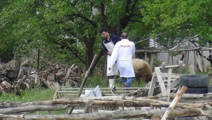 Kaçan kurbanlık koyun zor anlar yaşattı
