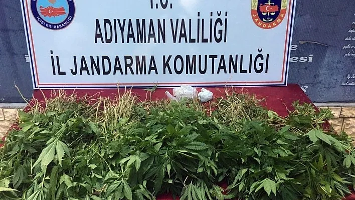 Adıyaman'da 2 bin 765 kök Hint keneviri ele geçirildi
