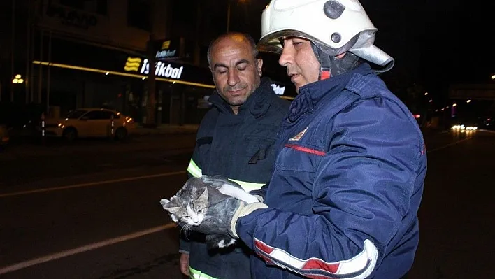 Ağaçta mahsur kalan kediyi itfaiye ekipleri kurtardı
