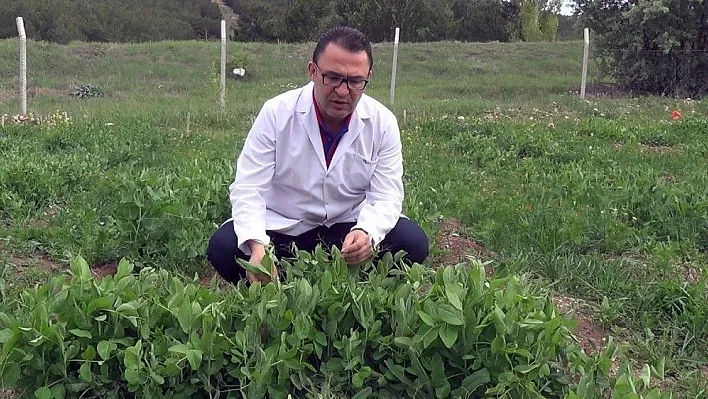 Süper bezelye geliştirdiler.
