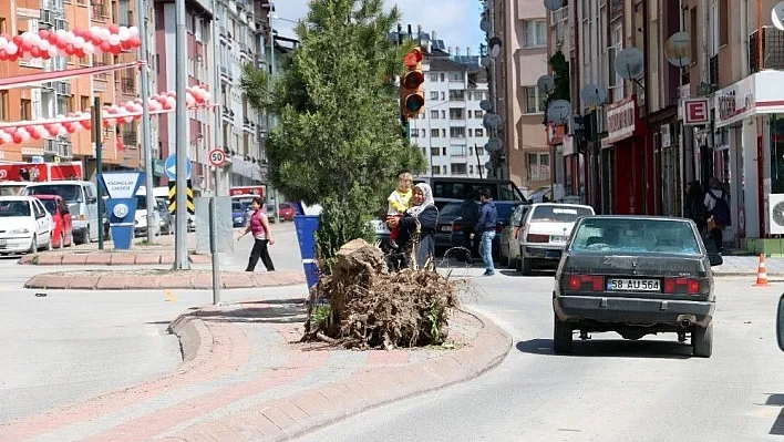Gece yarısı ağaç kesme operasyonu
