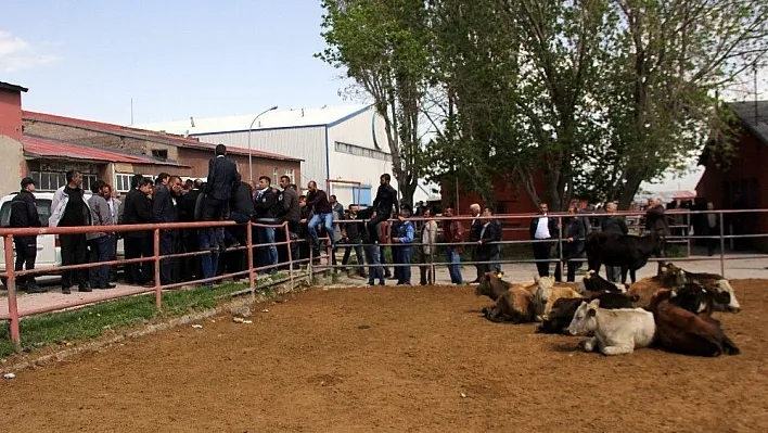 Erzurum'daki canlı hayvan pazarı kapatıldı
