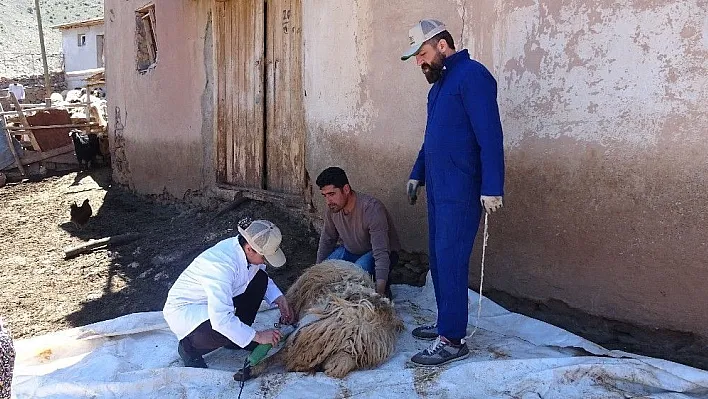 Küçükbaş hayvanlarda kırkımlar başladı
