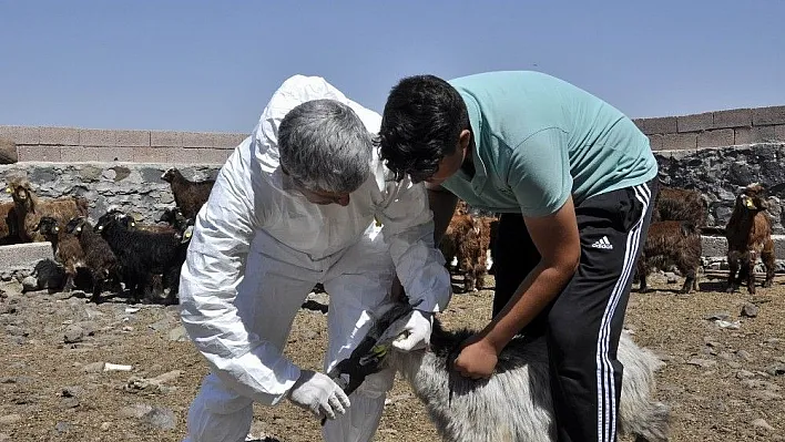 Diyarbakır'da 520 bin hayvan kayıt altına alındı
