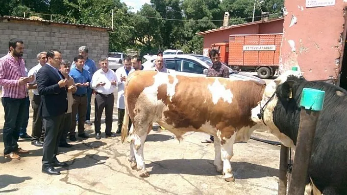 Kahta'da öksüz ve yetimler için büyükbaş hayvan kesildi
