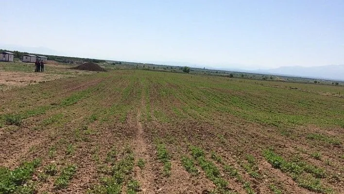 Malatya'da ilk defa kinoa bitkisi ekildi
