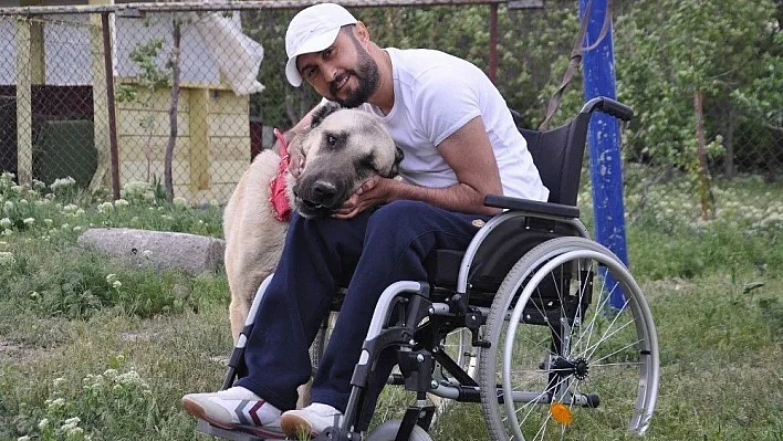 Kangal köpeği hayata tutundurdu
