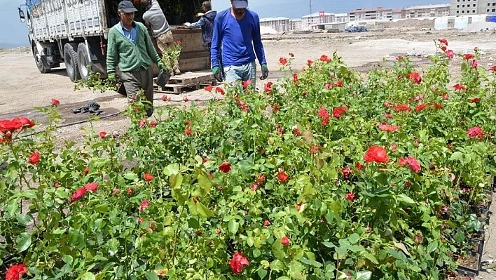 Palandöken Belediyesi'nde 60 bin çiçek ve 5 bin gül toprakla buluşuyor
