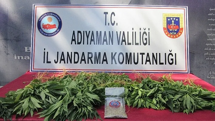 Jandarma kenevir bitkisi ele geçirdi
