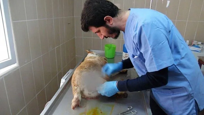 Kazada yaralanan köpek tedavi altına alındı
