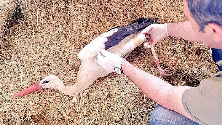 Bingöl'de bacağı kırık leylek tedavi altına alındı
