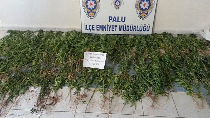 275 kök Hint keneviri ele geçirildi