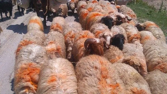 Göçerlerin 6 aylık hasreti bitti
