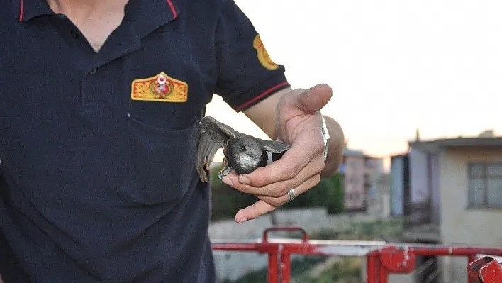 İtfaiye ipe dolanan ebabil için seferber oldu
