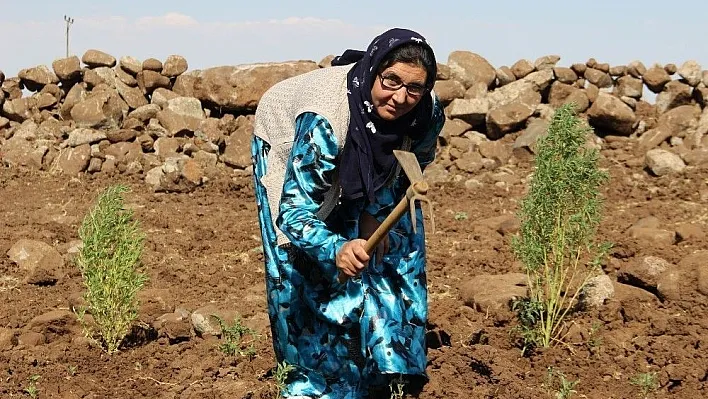 Rüyasında gördü, üvey oğluna böbreğini verdi
