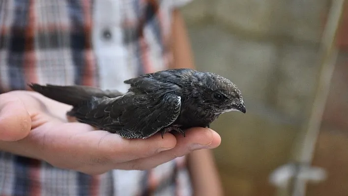 Adıyaman'da Ebabil kuşu bulundu
