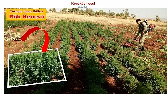 Diyarbakır'da 465 bin kök hint keneviri ele geçirildi