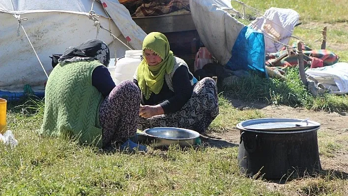 700 koyun sağan kadınlar sadece uyurken çalışmıyor