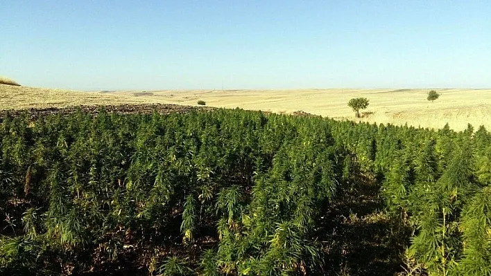 Diyarbakır'da mühimmat ve uyuşturucu ele geçirildi
