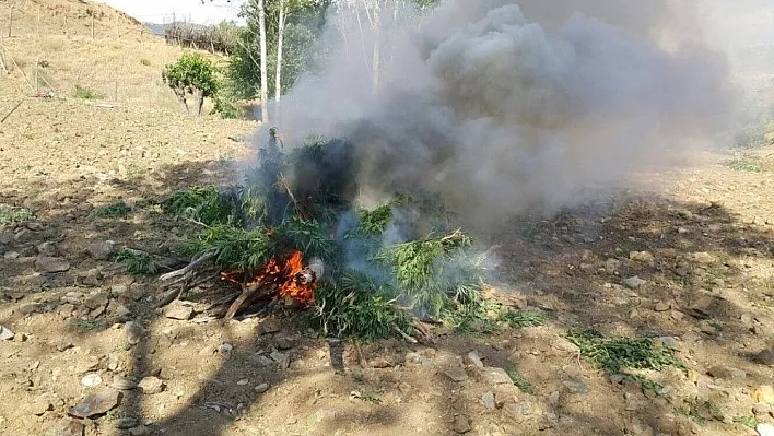 Bingöl'de bin 974 kök Hint keneviri ele geçirildi
