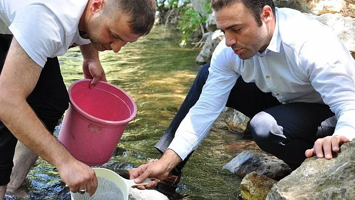 Nergele Çayı'na 7 bin kırmızı benekli alabalık yavrusu bırakıldı
