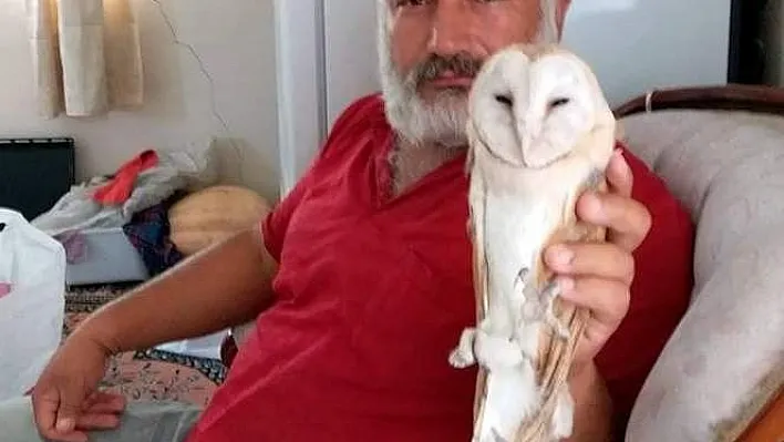 Yaralı baykuş tedavi altına alındı
