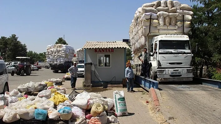 Saman, arpa ve buğdayla yarışıyor
