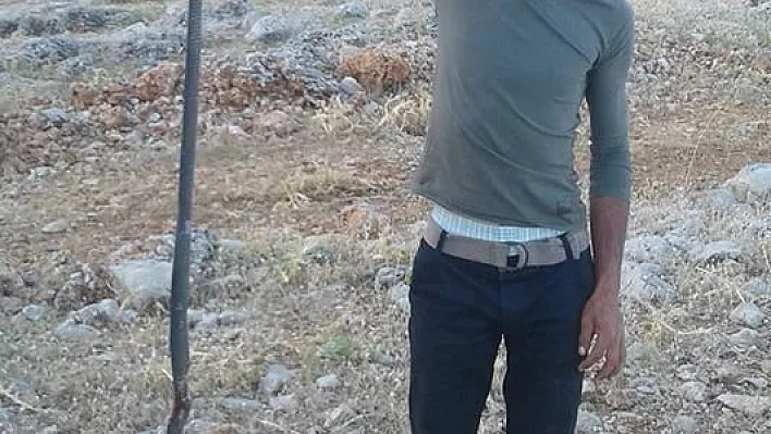 Ovacık'ta 2 metre uzunluğunda yılan öldürüldü
