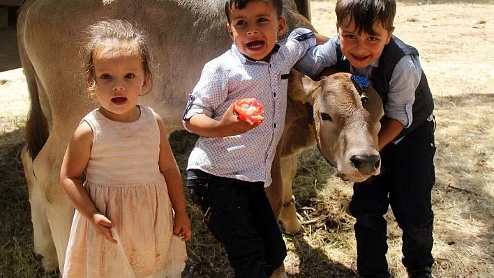 Sivas'ta Buzağı Güzellik Yarışması
