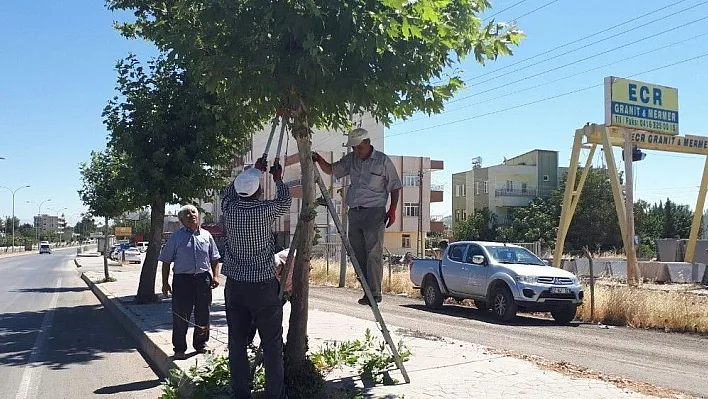 Belediye ekiplerince ağaçlar budanıyor
