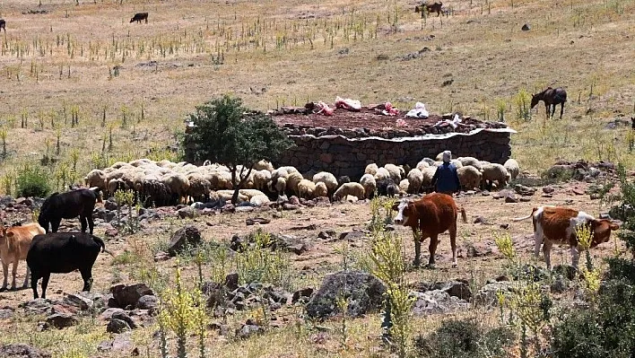 (Özel Haber) Yaylalarda yaşanan susuzluk nedeniyle hayvan ölümleri başladı
