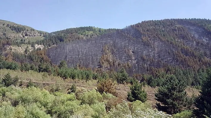 Erzurum'da 40 hektar ormanlık alan yandı
