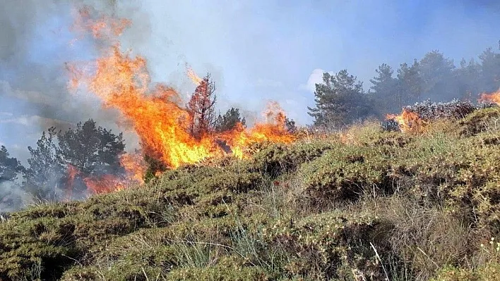 Erzurum'da orman yangını
