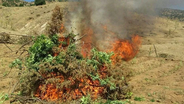 Bingöl'de 86 bin kök Hint keneviri ele geçirildi
